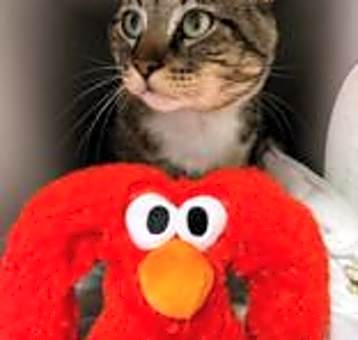 Photo of Elmo