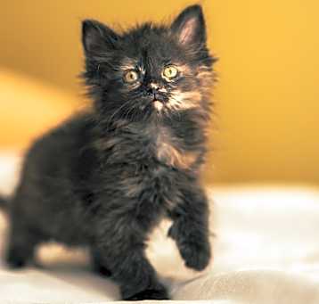 Photo of Effie