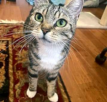 Photo of Strudel