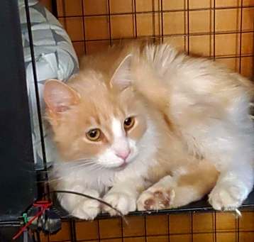 Photo of Butterscotch 