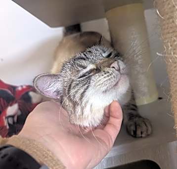 Photo of Zelda