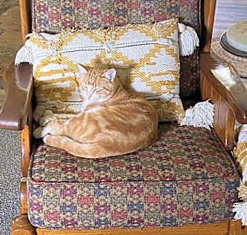 Photo of Bengal