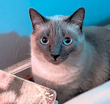 Photo of Snowball