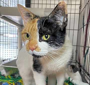 Photo of Pancake
