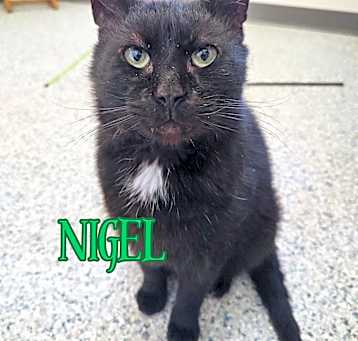 Photo of Nigel