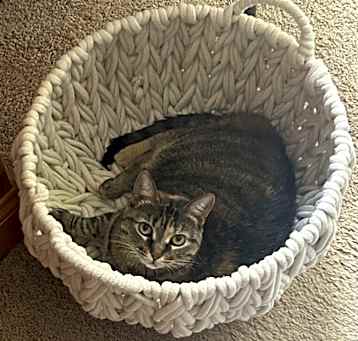 Photo of Misty