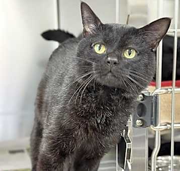 Photo of WEBSTER