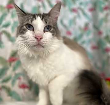 Photo of Casanova