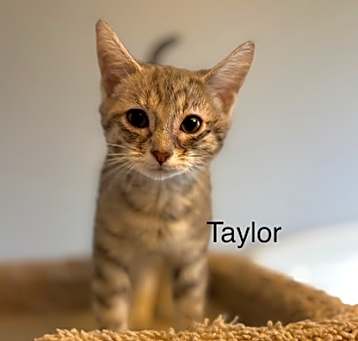 Photo of Taylor