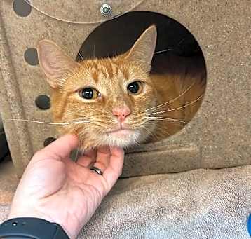 Photo of Simba