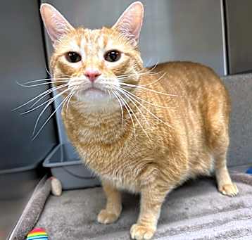 Photo of Milo