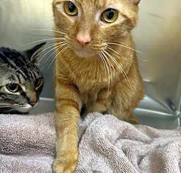 Photo of Tinker