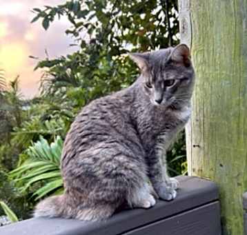Photo of Juno