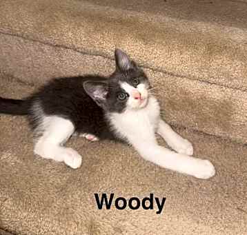 Photo of Woody