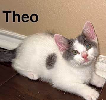 Photo of Theo