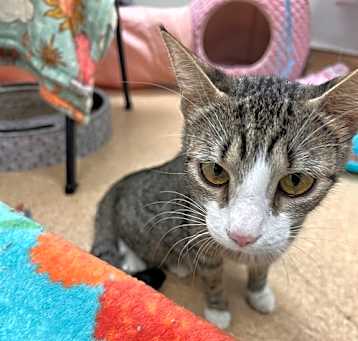 Photo of 2505-0888 Kitty