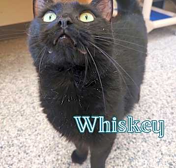 Photo of Whiskey