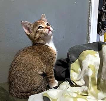 Photo of Mochi