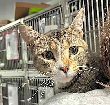 Photo of SVAS-Stray-37056