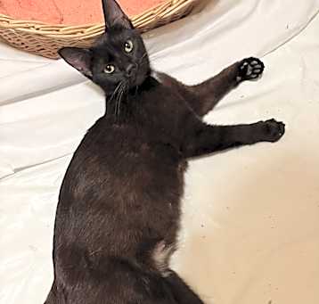 Photo of Crystal