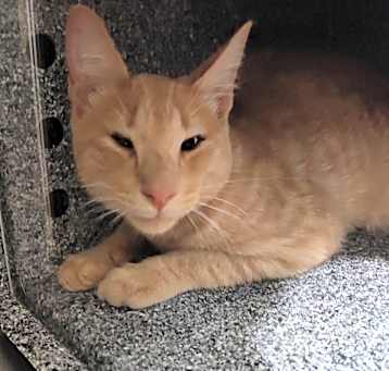 Photo of Simba