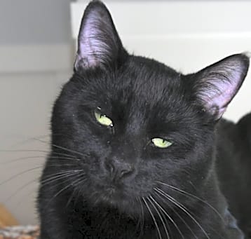 Photo of Riff