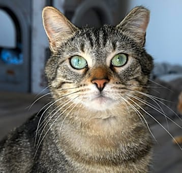 Photo of Tigger