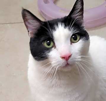 Photo of Bandit