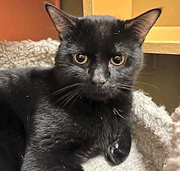 Photo of Midnight