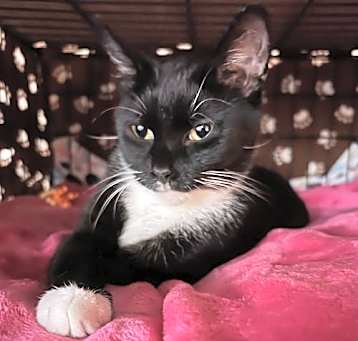 Photo of Misty