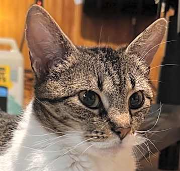 Photo of Pillsbury
