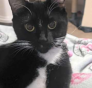 Photo of Mochi