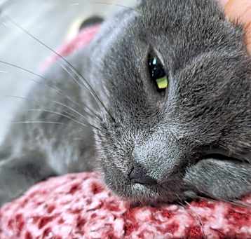 Photo of Nala