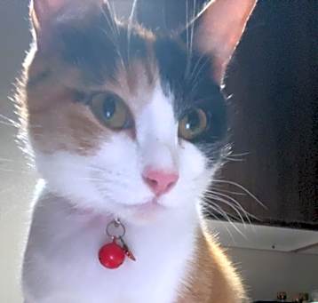 Photo of Miso