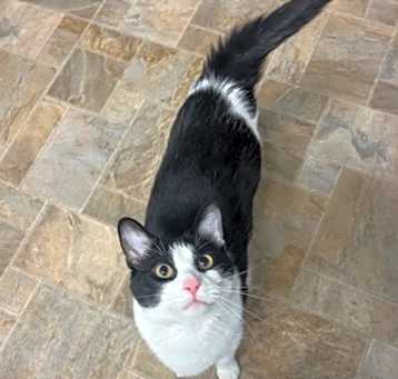 Photo of Domino