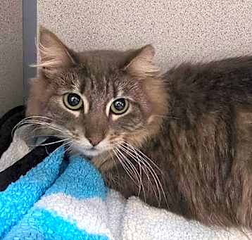 Photo of Cleocatra