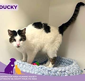 Photo of Ducky