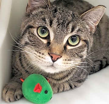 Photo of Stud Muffin