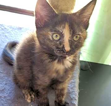 Photo of Miss Sparkle Puff