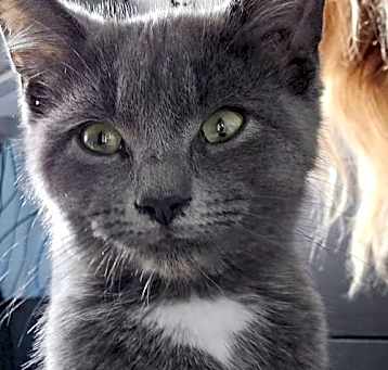 Photo of Odin