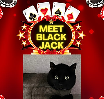 Photo of Black Jack