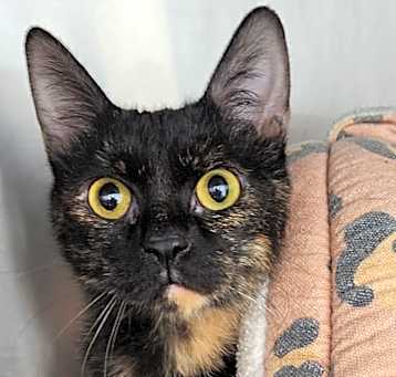 Photo of Luna