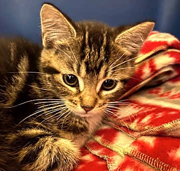Photo of Leo