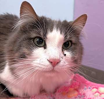 Photo of Chonkers