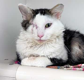 Photo of Sparks
