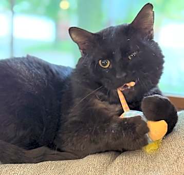 Photo of Jet