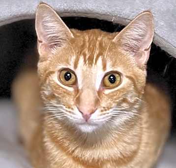 Photo of Guinness