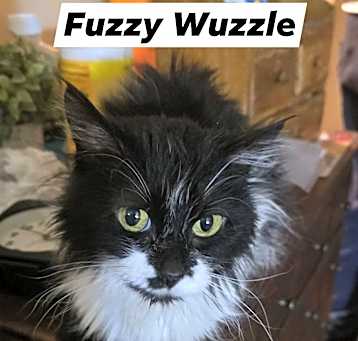 Photo of Fuzzy Wuzzle