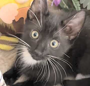 Photo of Onyx