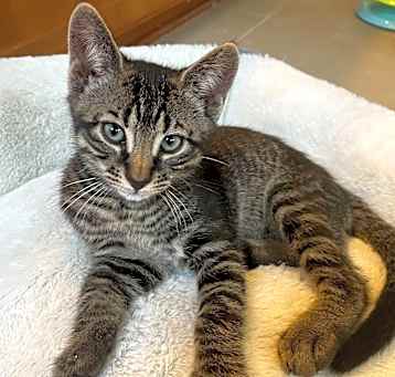 Photo of Rumble